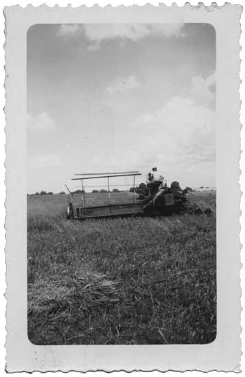 photograph of Henry M. Fiegenbaum cutting wheat